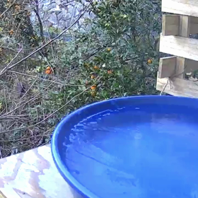 すぎぴたんの事件簿シーズン3　164話（三者三様、ヤマガラ）の画像