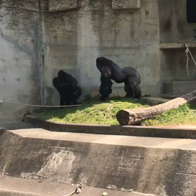 ☆ お裾分けのお裾分け(*^^*)  ☆の画像