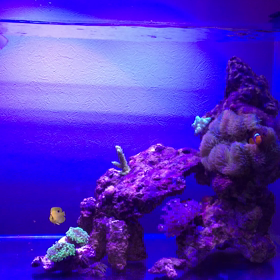 シテンヤッコ放流 & ...の画像