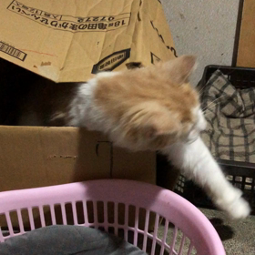 ネコ貧乏はネコ貧乏らしく。の画像