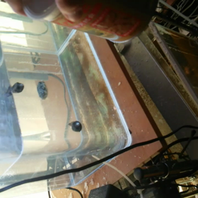 うちの子の画像