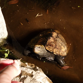 まだだ、まだ終わらんよ！の画像