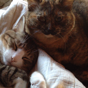 動画 まどろみにゃんこ。の画像