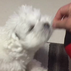 凶暴(＞人＜;)の画像