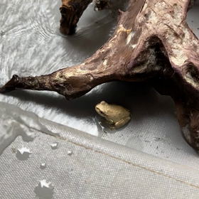 カエル。の画像