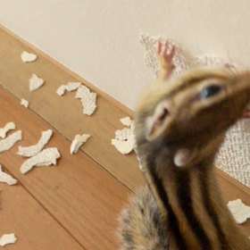 シマリスももたろ大胆リフォーム！？の画像