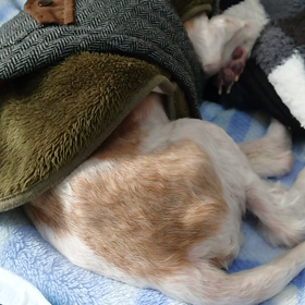 夢の世界。の画像