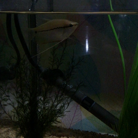 唯一の生き残りの画像