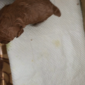 こんにちは！ショコラの赤ちゃん元気に育ってます。の画像