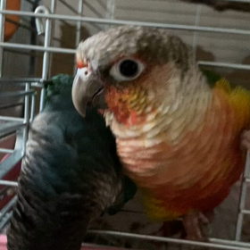 風邪かな？の画像