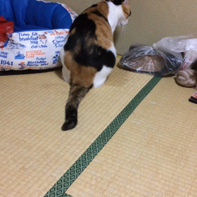 新しい猫じゃらしの画像