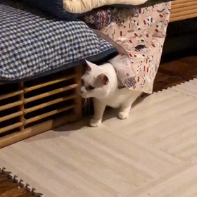 オレ　すいてい　11さいの画像