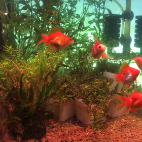 日記、2020/04/05。今日もミジンコで楽しい日曜日。の画像