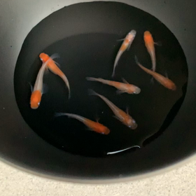 雲明け紅白メダカの画像