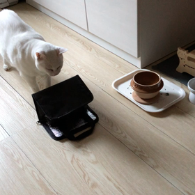 撮ってるなら   やーめた！の画像