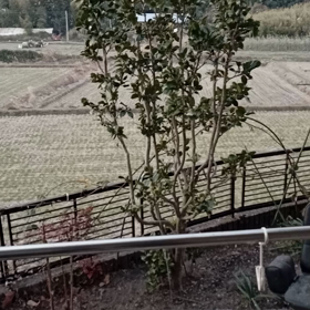 初雪ですの画像