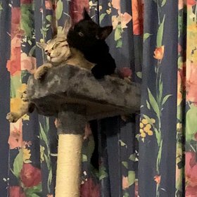 懐かない……？の画像