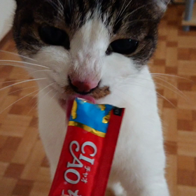 ちゅーるで突撃の画像