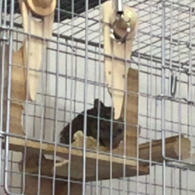 チュラちゃん、ロボットになるの画像