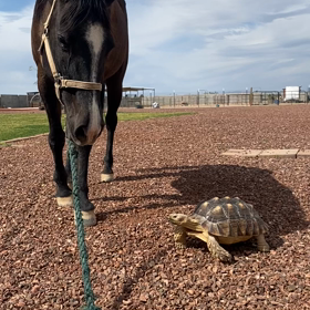 みんなが仲良くzootopiaの画像