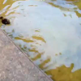 仲良しカルガモ親子の画像