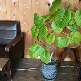 暖炉のあるステキな空間で。。の画像