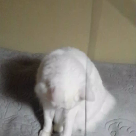 ニャンコの日の画像