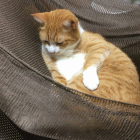 ゆらゆらロックの画像