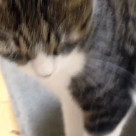 留守中のニャン達の様子が送られて来ましたの画像