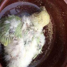 コザクラインコの雛の画像