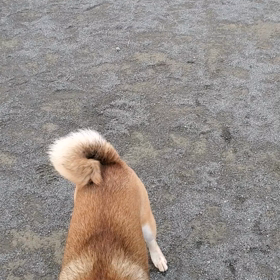 すごい風でしたの画像