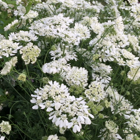 閉園まえのバラ園、さようならの音楽だ〜♪の画像