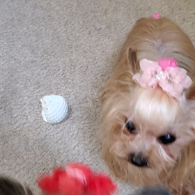 はりきる愛犬！の画像