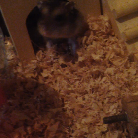 今日のハム。サーモン&わさびの画像