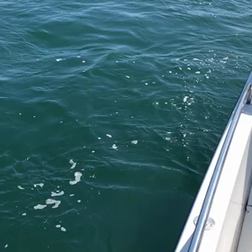 鯛ラバ　究極　　ユーチューバー？の画像