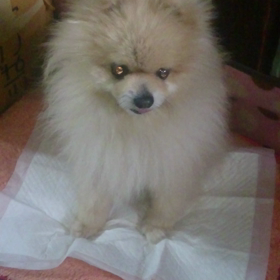 ｻﾌﾞﾛｳとﾅﾂｵの居る風景 その4の画像