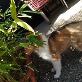 ラフコリーパピー　　クリークの画像