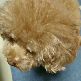 折れた心をの画像