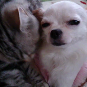 前記事動画の画像