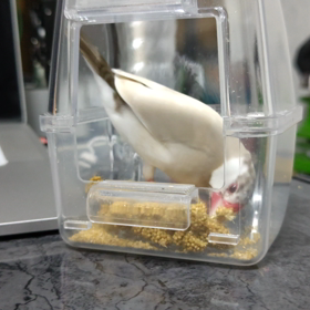 やばっ！の画像