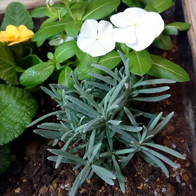 花壇のお手入れの画像