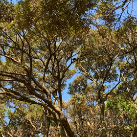 カラス？の画像