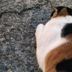 猫ちゃんの画像