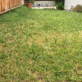 Kona:今日で3か月の画像