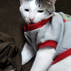 今日は猫の日の画像