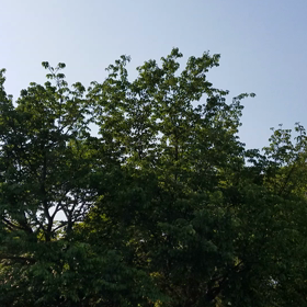 ＊うぐいす＊の画像