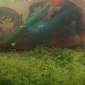 シーモンキー冬支度の画像