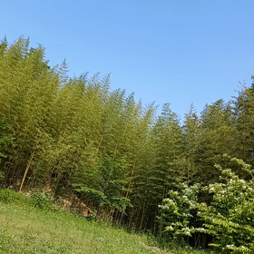 老いては子にしてもらう？の画像