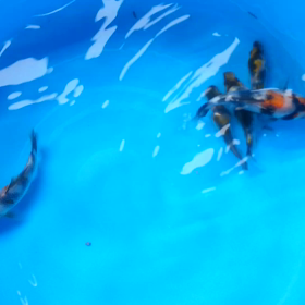 ああああ～あわてた～の画像