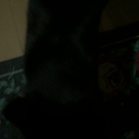 動画貼れるんだね？！の画像